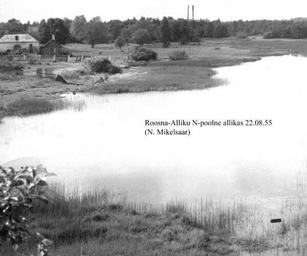 Maakond: Järvamaa Veekogu nimi: Roosna-Alliku N-poolne allikas Pildistamise aeg: 22. august 1955 Pildistaja: N. Mikelsaar Pildistamise koht: teadmata Asimuut: