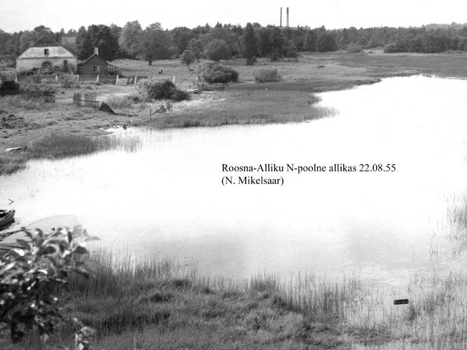 Maakond: Järvamaa Veekogu nimi: Roosna-Alliku N-poolne allikas Pildistamise aeg: 22. august 1955 Pildistaja: N. Mikelsaar Pildistamise koht: teadmata Asimuut: