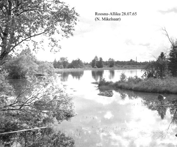 Maakond: Järvamaa Veekogu nimi: Roosna-Alliku allikas Pildistamise aeg: 28. juuli 1965 Pildistaja: N. Mikelsaar Pildistamise koht: teadmata Asimuut: