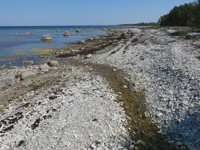 Maakond: Saaremaa Veekogu nimi: Rossa oja Pildistamise aeg: 23. mai 2014 Pildistaja: H. Timm Pildistamise koht: suue Asimuut: