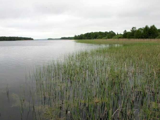 Maakond: Jõgevamaa Veekogu nimi: Saadjärv Pildistamise aeg: 27. mai 2010 Pildistaja: H. Timm Pildistamise koht: Tabivere Asimuut: