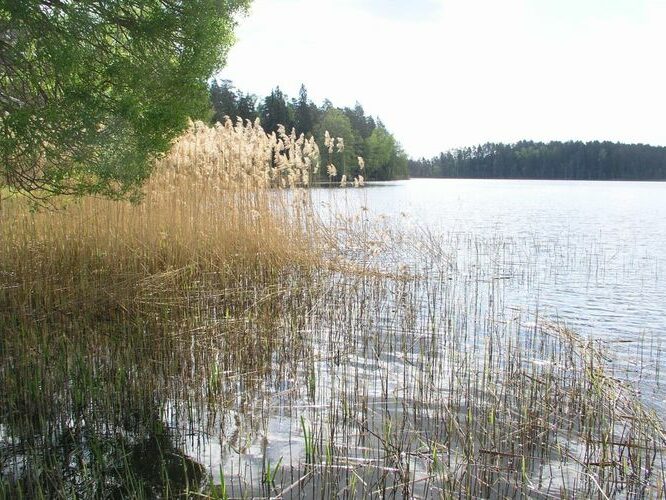 Maakond: Jõgevamaa Veekogu nimi: Saare järv Pildistamise aeg: 17. mai 2006 Pildistaja: H. Timm Pildistamise koht: teadmata Asimuut: