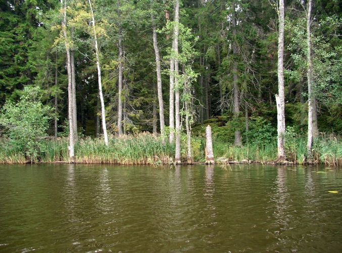 Maakond: Jõgevamaa Veekogu nimi: Saare järv Pildistamise aeg: 28. september 2006 Pildistaja: H. Timm Pildistamise koht: teadmata Asimuut: