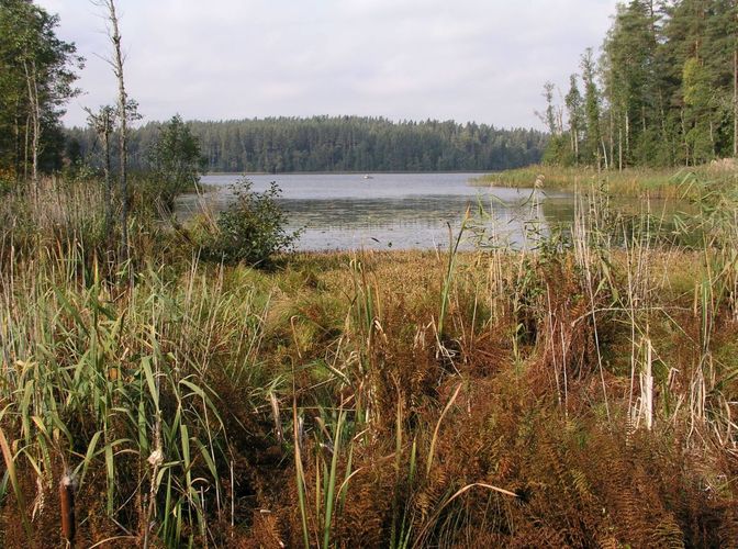 Maakond: Jõgevamaa Veekogu nimi: Saare järv Pildistamise aeg: 28. september 2006 Pildistaja: H. Timm Pildistamise koht: teadmata Asimuut: