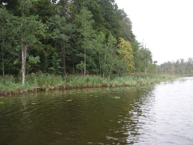 Maakond: Jõgevamaa Veekogu nimi: Saare järv Pildistamise aeg: 28. september 2006 Pildistaja: H. Timm Pildistamise koht: teadmata Asimuut: