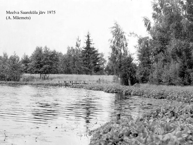 Maakond: Põlvamaa Veekogu nimi: Saareküla järv Pildistamise aeg: 1975 Pildistaja: A. Mäemets Pildistamise koht: teadmata Asimuut: