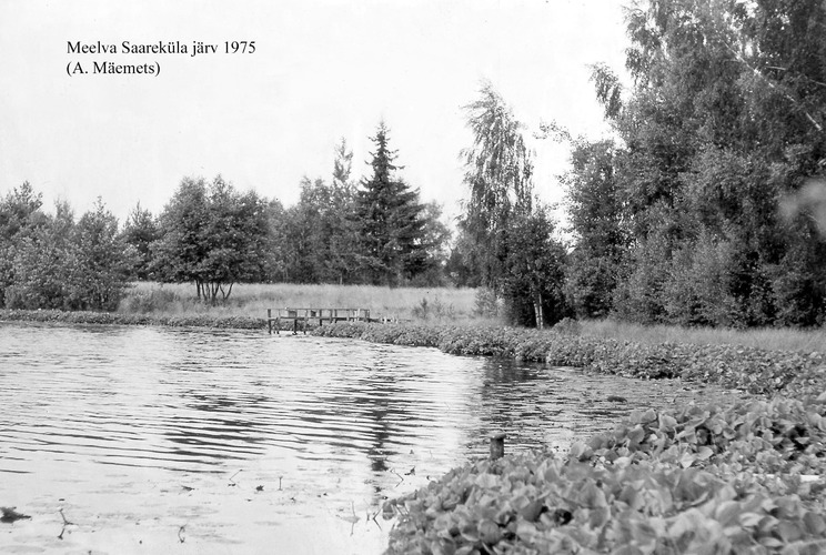 Maakond: Põlvamaa Veekogu nimi: Saareküla järv Pildistamise aeg: 1975 Pildistaja: A. Mäemets Pildistamise koht: teadmata Asimuut: