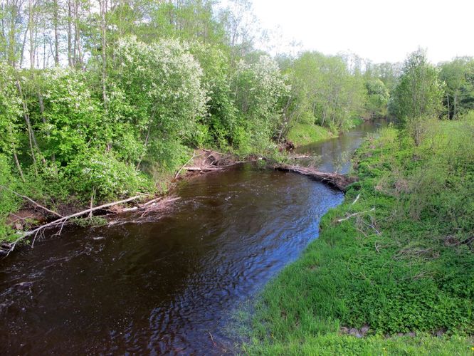 Maakond: Pärnumaa Veekogu nimi: Saarjõgi Pildistamise aeg: 19. mai 2012 Pildistaja: H. Timm Pildistamise koht: Kaansoo Asimuut: