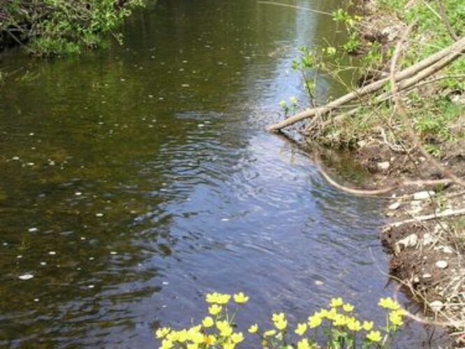 Maakond: Järvamaa Veekogu nimi: Sääsküla oja Pildistamise aeg: 13. mai 2009 Pildistaja: H. Timm Pildistamise koht: alamjooks Asimuut:Maakond: Järvamaa Veekogu nimi: Sääsküla oja Pildistamise aeg: 13. mai 2009 Pildistaja: H. Timm Pildistamise koht: alamjooks Asimuut: