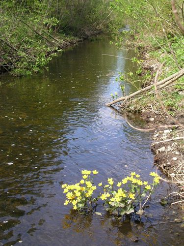 Maakond: Järvamaa Veekogu nimi: Sääsküla oja Pildistamise aeg: 13. mai 2009 Pildistaja: H. Timm Pildistamise koht: alamjooks Asimuut:Maakond: Järvamaa Veekogu nimi: Sääsküla oja Pildistamise aeg: 13. mai 2009 Pildistaja: H. Timm Pildistamise koht: alamjooks Asimuut: