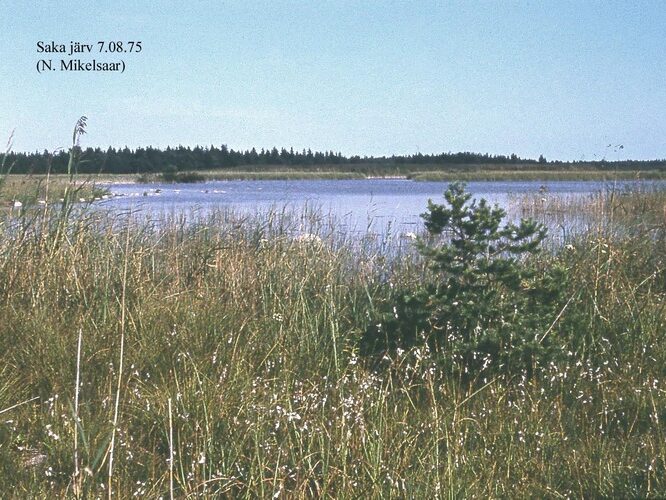 Maakond: Saaremaa Veekogu nimi: Saka järv Pildistamise aeg: 7. august 1975 Pildistaja: N. Mikelsaar Pildistamise koht: teadmata Asimuut: