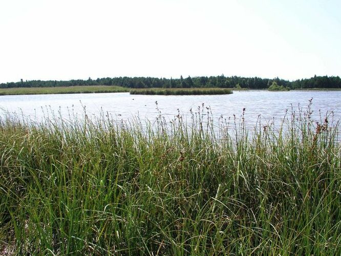 Maakond: Saaremaa Veekogu nimi: Saka järv Pildistamise aeg: 11. august 2004 Pildistaja: H. Timm Pildistamise koht: teadmata Asimuut: