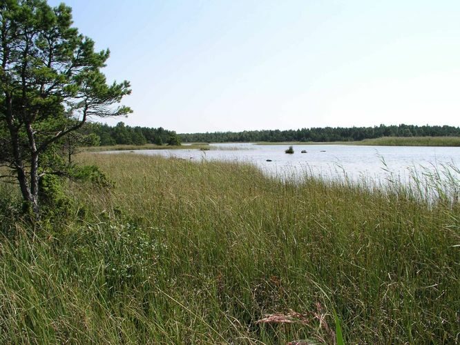 Maakond: Saaremaa Veekogu nimi: Saka järv Pildistamise aeg: 11. august 2004 Pildistaja: H. Timm Pildistamise koht: teadmata Asimuut: