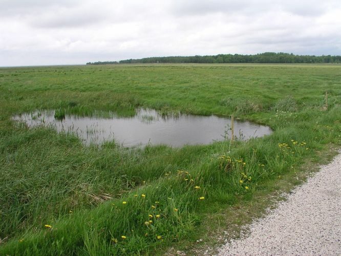 Maakond: Läänemaa Veekogu nimi: Salmi kraav Pildistamise aeg: 5. juuni 2005 Pildistaja: H. Timm Pildistamise koht: Matsalu tee Asimuut: