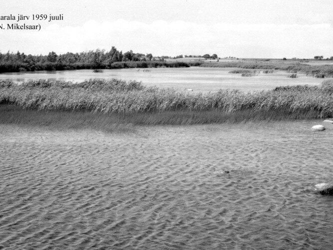 Maakond: Saaremaa Veekogu nimi: Salujärv Pildistamise aeg: juuli 1959 Pildistaja: N. Mikelsaar Pildistamise koht: teadmata Asimuut: