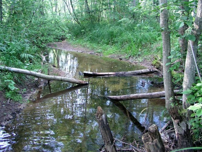 Maakond: Põlvamaa Veekogu nimi: Tamme oja Pildistamise aeg: august 2006 Pildistaja: H. Timm Pildistamise koht: enne Pikkjärve Asimuut: