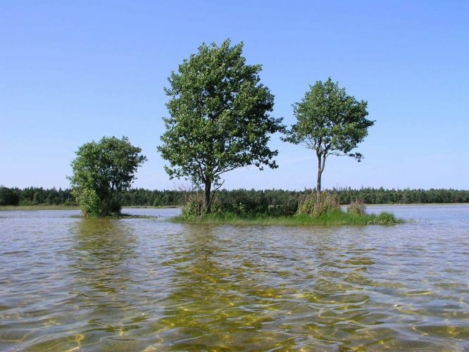 Maakond: Saaremaa Veekogu nimi: Sarapiku järv Pildistamise aeg: 11. august 2004 Pildistaja: H. Timm Pildistamise koht: teadmata Asimuut: