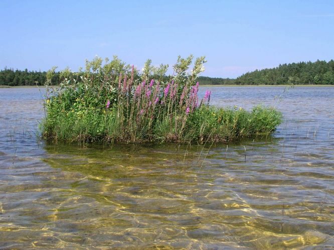 Maakond: Saaremaa Veekogu nimi: Sarapiku järv Pildistamise aeg: 11. august 2004 Pildistaja: H. Timm Pildistamise koht: teadmata Asimuut: