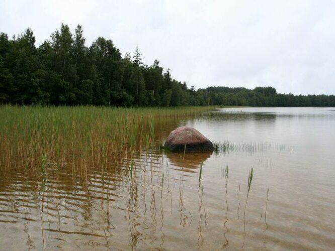 Maakond: Saaremaa Veekogu nimi: Sarapiku järv Pildistamise aeg: 30. juuli 2007 Pildistaja: H. Timm Pildistamise koht: teadmata Asimuut: