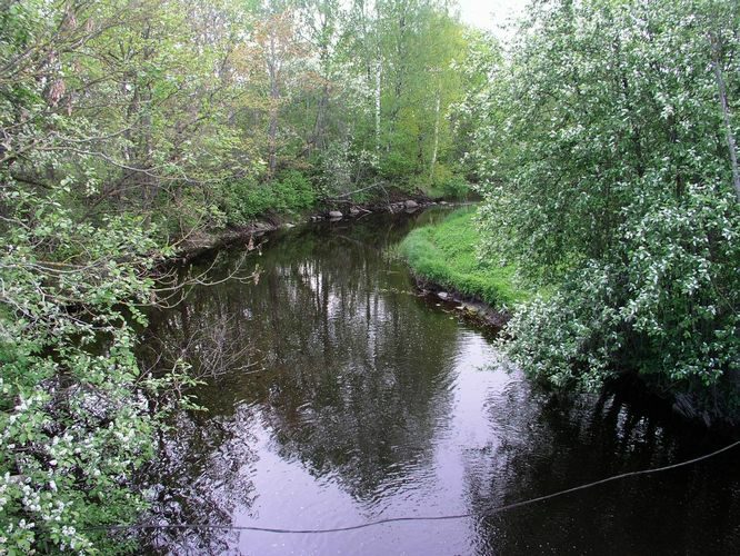 Maakond: Pärnumaa Veekogu nimi: Sauga Pildistamise aeg: 15. mai 2008 Pildistaja: H. Timm Pildistamise koht: Suigu Asimuut: