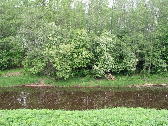 Maakond: Pärnumaa Veekogu nimi: Sauga jõgi Pildistamise aeg: 15. mai 2008 Pildistaja: H. Timm Pildistamise koht: Nurme Asimuut: