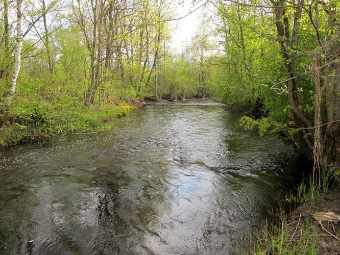 Maakond: Pärnumaa Veekogu nimi: Sauga jõgi Pildistamise aeg: 15. mai 2012 Pildistaja: H. Timm Pildistamise koht: Suigu Asimuut: