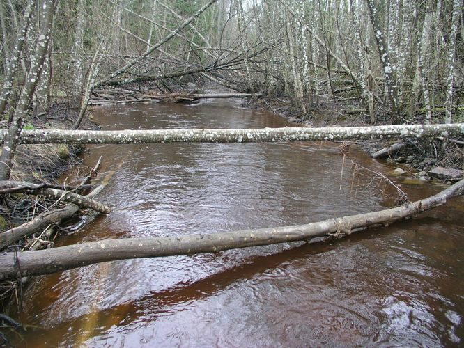 Maakond: Ida-Virumaa Veekogu nimi: Savala Pildistamise aeg: 24. aprill 2007 Pildistaja: H. Timm Pildistamise koht: Koolma sillalt Asimuut: