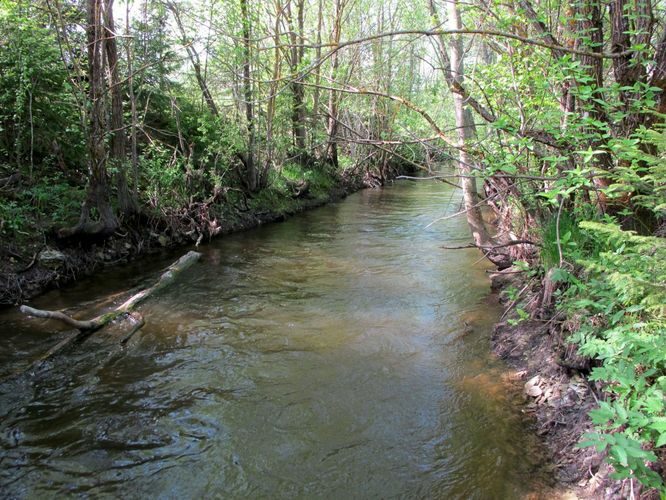 Maakond: Lääne-Virumaa Veekogu nimi: Selja jõgi Pildistamise aeg: 19. mai 2010 Pildistaja: H. Timm Pildistamise koht: Paatna Asimuut: