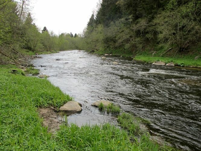 Maakond: Lääne-Virumaa Veekogu nimi: Selja jõgi Pildistamise aeg: 16. mai 2012 Pildistaja: H. Timm Pildistamise koht: Jõekalda Asimuut: