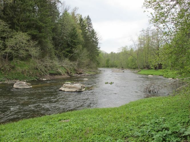 Maakond: Lääne-Virumaa Veekogu nimi: Selja jõgi Pildistamise aeg: 16. mai 2012 Pildistaja: H. Timm Pildistamise koht: Jõekalda Asimuut: