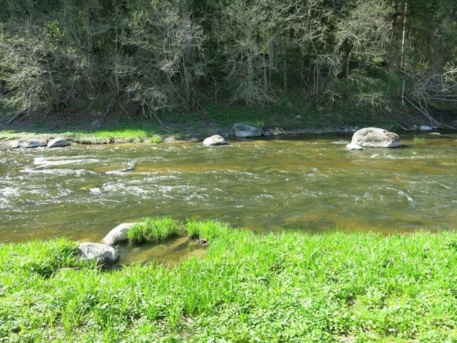 Maakond: Ida-Virumaa Veekogu nimi: Selja jõgi Pildistamise aeg: 15. mai 2013 Pildistaja: H. Timm Pildistamise koht: Jõekääru Asimuut: