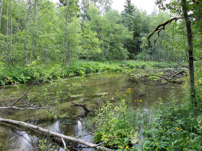 Maakond: Lääne-Virumaa Veekogu nimi: Simuna allikas Pildistamise aeg: 2. juuli 2010 Pildistaja: H. Timm Pildistamise koht: teadmata Asimuut: