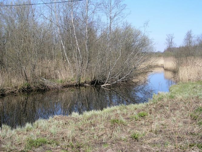 Maakond: Pärnumaa Veekogu nimi: Surju oja Pildistamise aeg: 26. aprill 2008 Pildistaja: H. Timm Pildistamise koht: teadmata Asimuut: