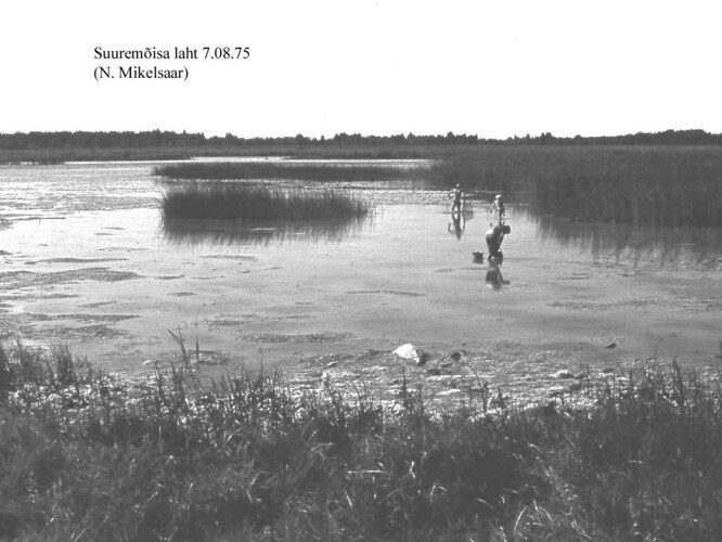 Maakond: Saaremaa Veekogu nimi: Suuremõisa laht Pildistamise aeg: 7. august 1975 Pildistaja: N. Mikelsaar Pildistamise koht: teadmata Asimuut: