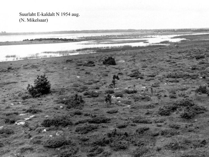 Maakond: Saaremaa Veekogu nimi: Suurlaht Pildistamise aeg: august 1954 Pildistaja: N. Mikelsaar Pildistamise koht: E kaldalt Asimuut: N