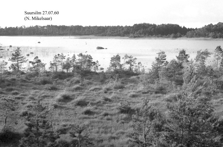 Maakond: Saaremaa Veekogu nimi: Suursilm Pildistamise aeg: 27. juuli 1960 Pildistaja: N. Mikelsaar Pildistamise koht: teadmata Asimuut: