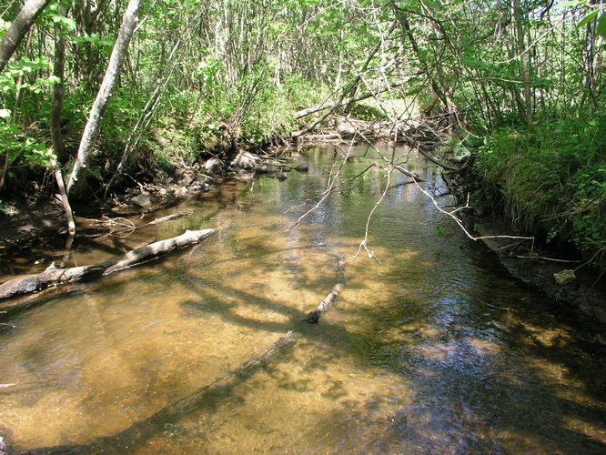 Maakond: Läänemaa Veekogu nimi: Taebla Pildistamise aeg: 24. mai 2008 Pildistaja: H. Timm Pildistamise koht: Palivere Asimuut: