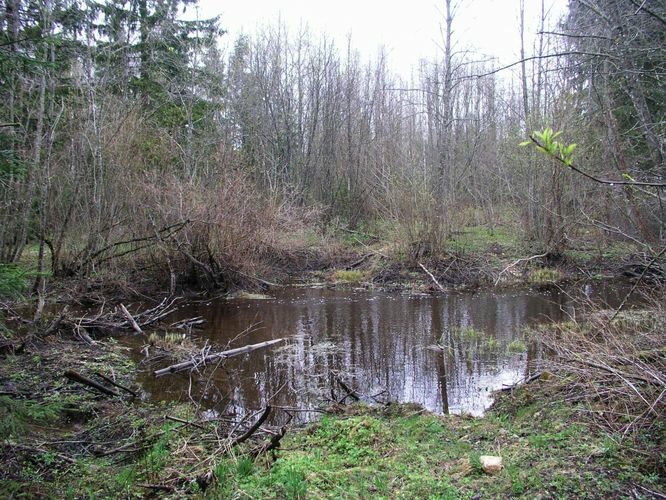 Maakond: Ida-Virumaa Veekogu nimi: Tagajõgi Pildistamise aeg: 24. aprill 2007 Pildistaja: H. Timm Pildistamise koht: Oonurmest E Asimuut: