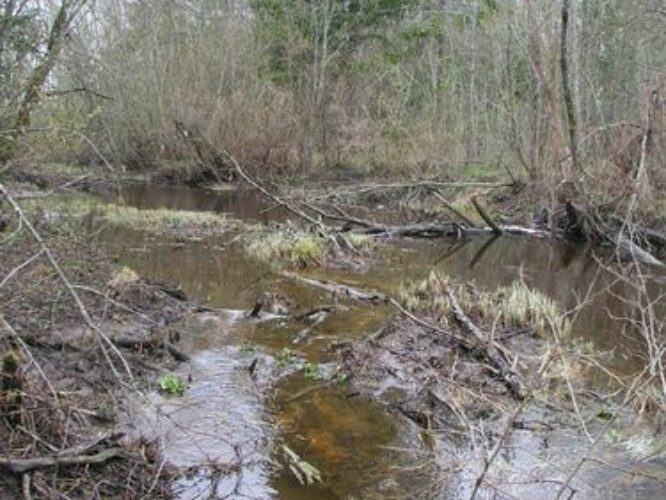 Maakond: Ida-Virumaa Veekogu nimi: Tagajõgi Pildistamise aeg: 24. aprill 2007 Pildistaja: H. Timm Pildistamise koht: Oonurmest E Asimuut: