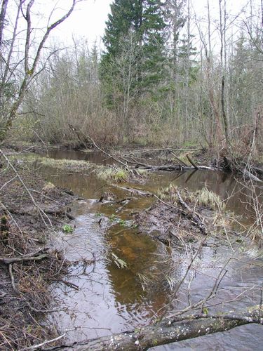 Maakond: Ida-Virumaa Veekogu nimi: Tagajõgi Pildistamise aeg: 24. aprill 2007 Pildistaja: H. Timm Pildistamise koht: Oonurmest E Asimuut: