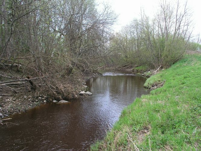 Maakond: Ida-Virumaa Veekogu nimi: Tagajõgi Pildistamise aeg: 7. mai 2009 Pildistaja: H. Timm Pildistamise koht: Ojaküla Asimuut: