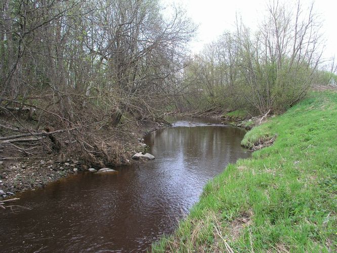 Maakond: Ida-Virumaa Veekogu nimi: Tagajõgi Pildistamise aeg: 7. mai 2009 Pildistaja: H. Timm Pildistamise koht: Ojaküla Asimuut: