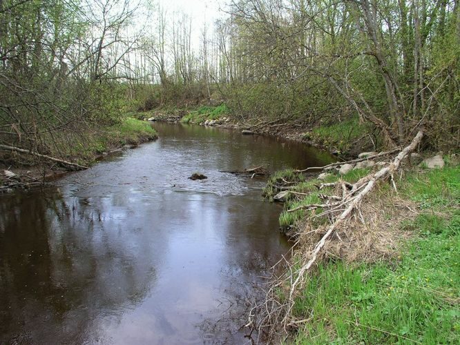 Maakond: Ida-Virumaa Veekogu nimi: Tagajõgi Pildistamise aeg: 7. mai 2009 Pildistaja: H. Timm Pildistamise koht: Ojaküla Asimuut: