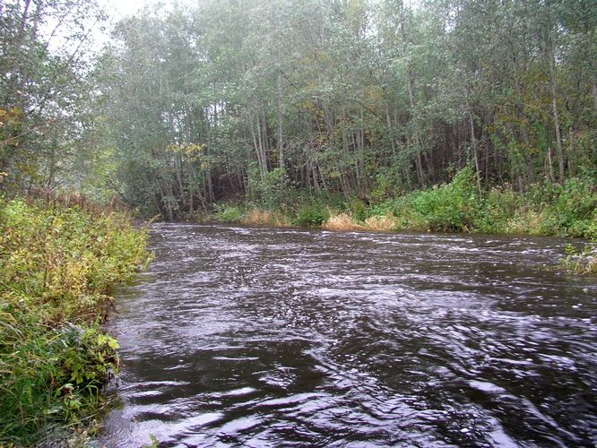 Maakond: Ida-Virumaa Veekogu nimi: Tagajõgi Pildistamise aeg: 7. oktoober 2009 Pildistaja: H. Timm Pildistamise koht: Tudulinna Asimuut: