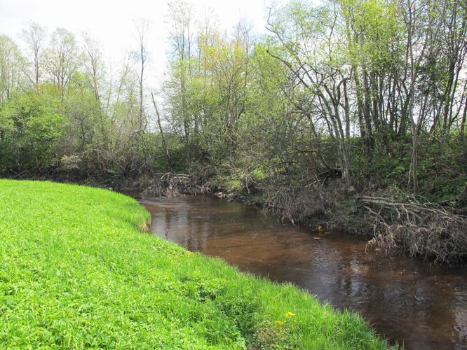 Maakond: Ida-Virumaa Veekogu nimi: Tagajõgi Pildistamise aeg: 15. mai 2010 Pildistaja: H. Timm Pildistamise koht: Ojaküla Asimuut: