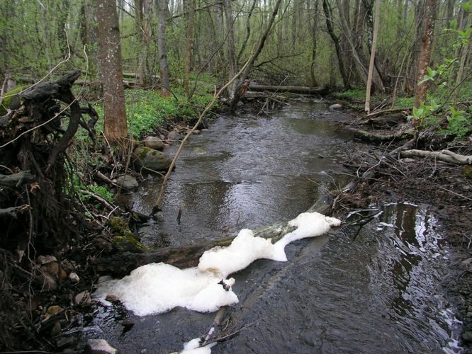 Maakond: Jõgevamaa Veekogu nimi: Tarakvere oja Pildistamise aeg: 24. aprill 2007 Pildistaja: H. Timm Pildistamise koht: teadmata Asimuut: