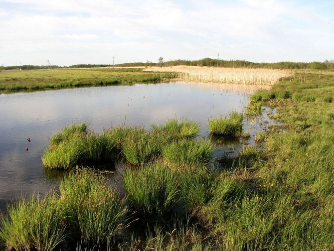 Maakond: Läänemaa Veekogu nimi: Teorehe järv Pildistamise aeg: 16. mai 2009 Pildistaja: H. Timm Pildistamise koht: teadmata Asimuut: