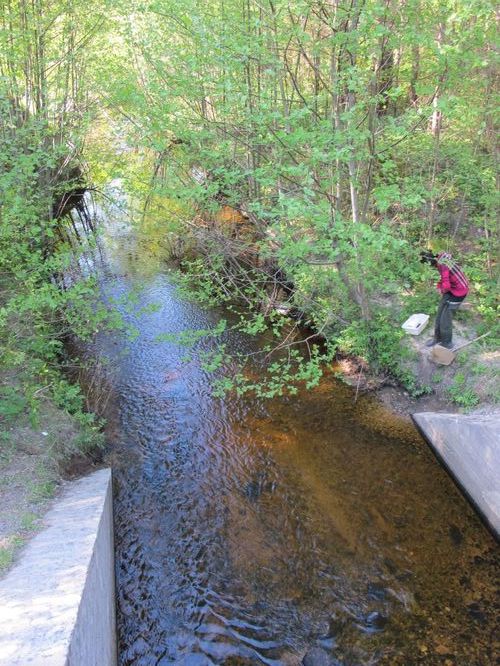 Maakond: Saaremaa Veekogu nimi: Tirtsi jõgi Pildistamise aeg: 21. mai 2011 Pildistaja: H. Timm Pildistamise koht: sild alamjooksul Asimuut: