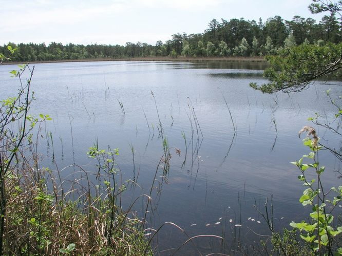 Maakond: Läänemaa Veekogu nimi: Toatse Suurjärv Pildistamise aeg: 6. juuni 2003 Pildistaja: H. Timm Pildistamise koht: teadmata Asimuut: