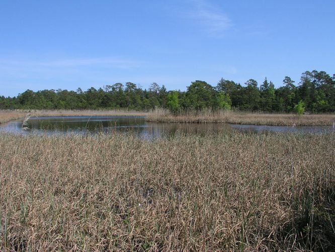 Maakond: Läänemaa Veekogu nimi: Toatse Väikejärv Pildistamise aeg: 6. juuni 2003 Pildistaja: H. Timm Pildistamise koht: teadmata Asimuut: